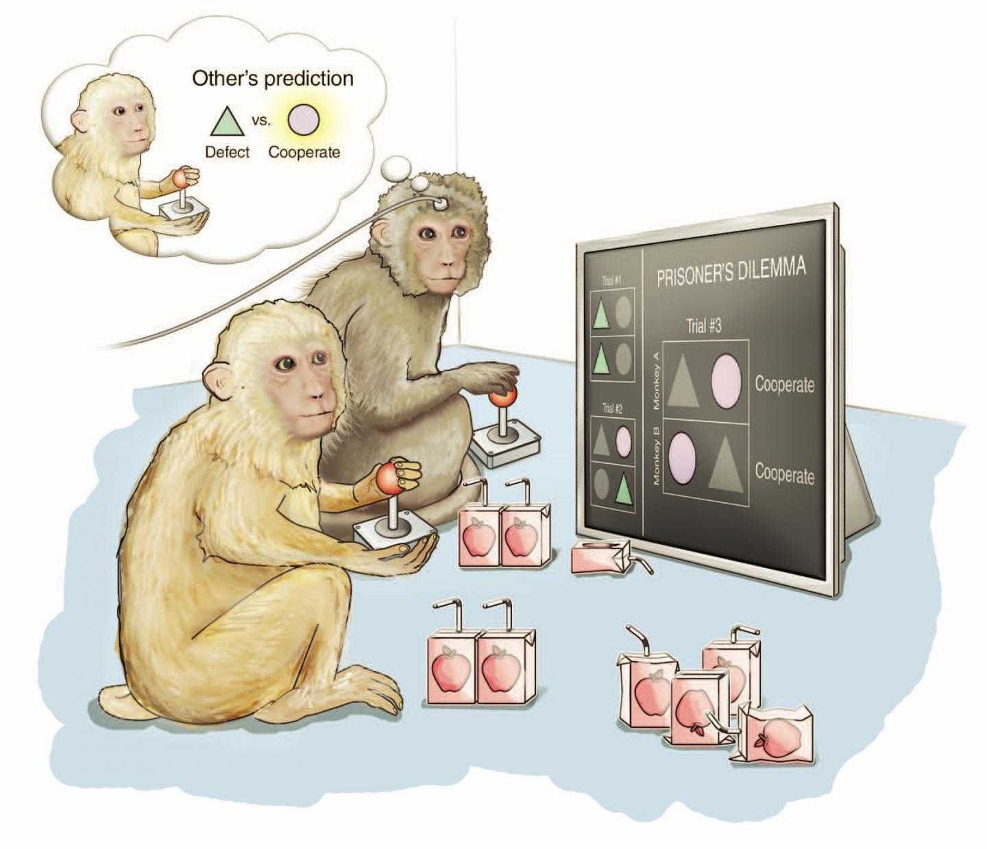 Brain Cells Identified that Help Monkeys Predict the Actions of Another