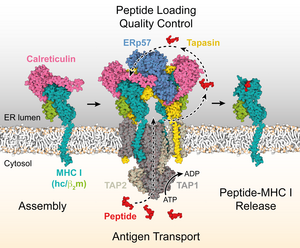 The mechanism of MHC I assembly, epitope editing and quality control within the peptide loading complex (PLC).