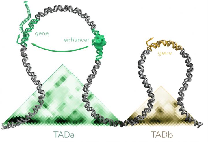 Topologically Associating Domains (TADs)