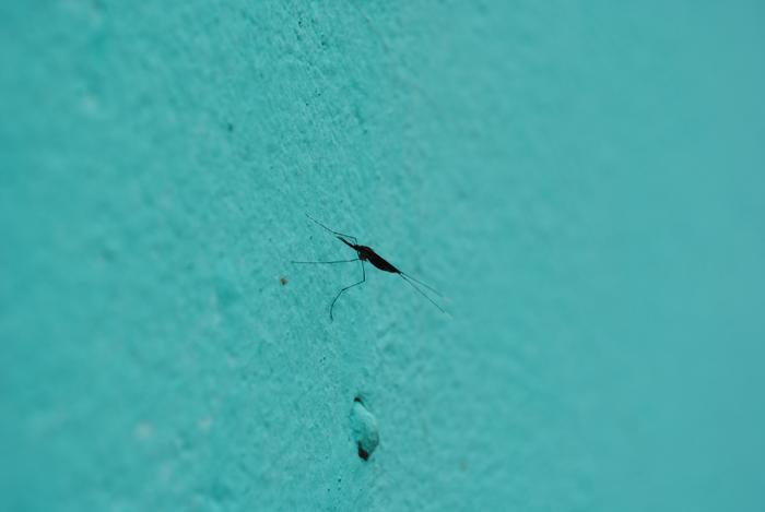 malaria mosquito resting on an insecticide-treated wall