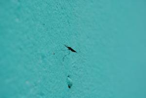 malaria mosquito resting on an insecticide-treated wall