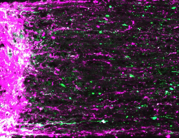 Regenerating Retinal Ganglion Cells