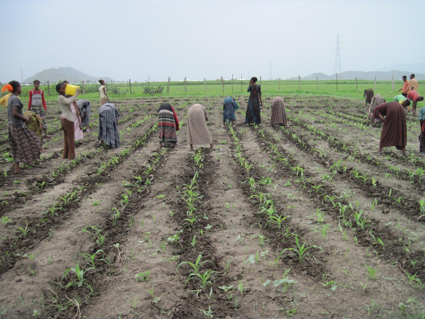 Working on the Sorghum Fields