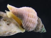 Invasive Snail