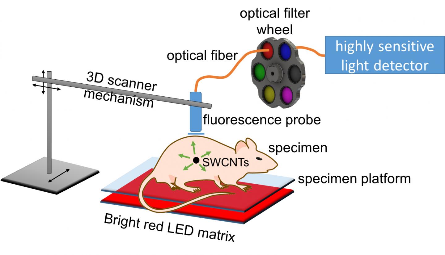 Pinpointing the Location of Tumors