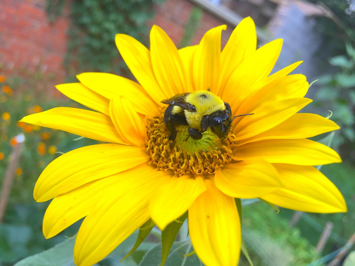 Bees' medicine chest should include sunflower EurekAlert!