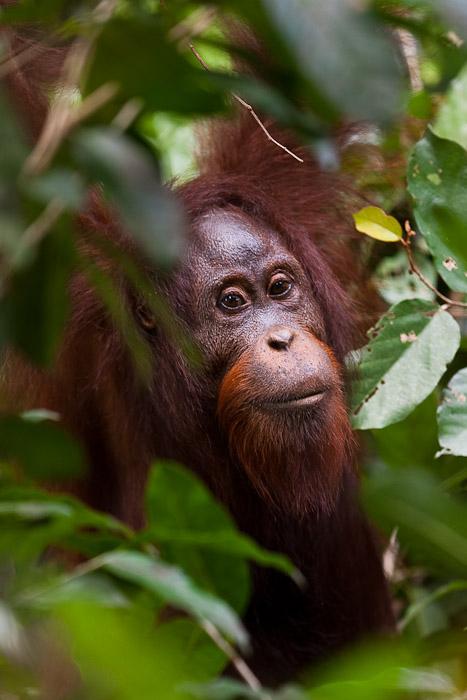 Orangutans Show Vulnerability and Resilience to Different Kinds of Human Influences (1 of 12)