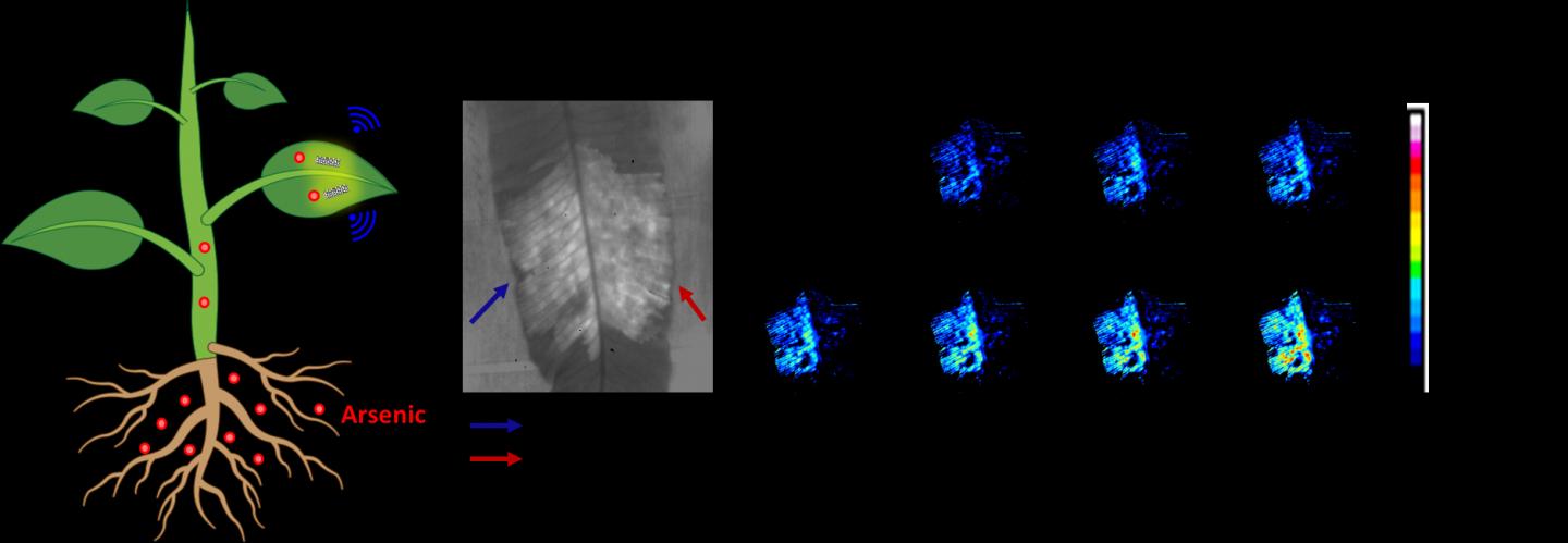 Non-Destructive Plant Nanobionic Sensor to Detect Arsenic Uptake