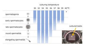 Temperature-dependent spermatogenesis defects