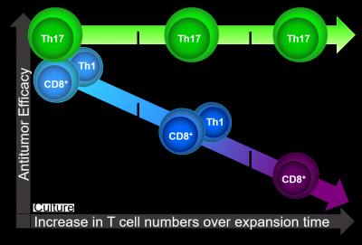 Th17 Cells Retain Antitumor Efficacy after Expansion to Large Numbers Outside the Body