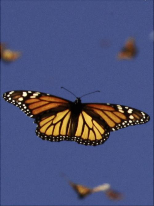 Monarch Butterfly