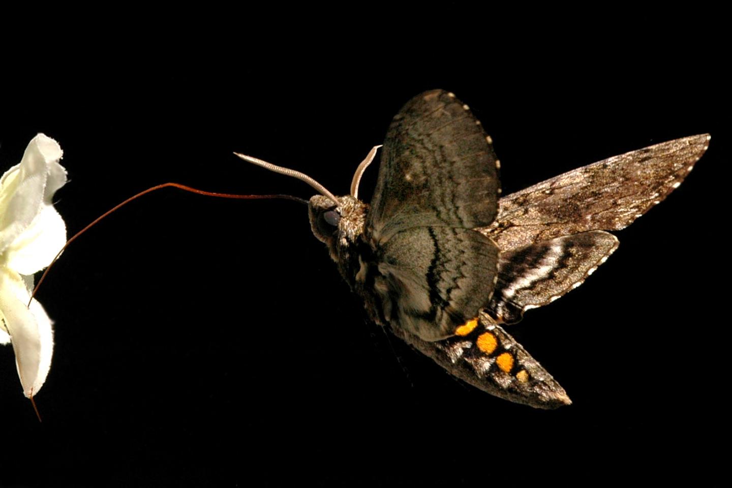 Manduca Moth Sucking Nectar