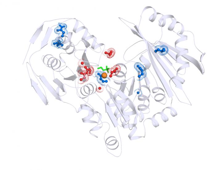PGM1 Enzyme