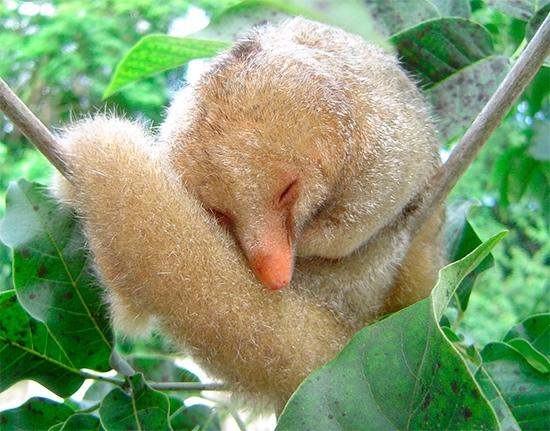 The Silky Anteater