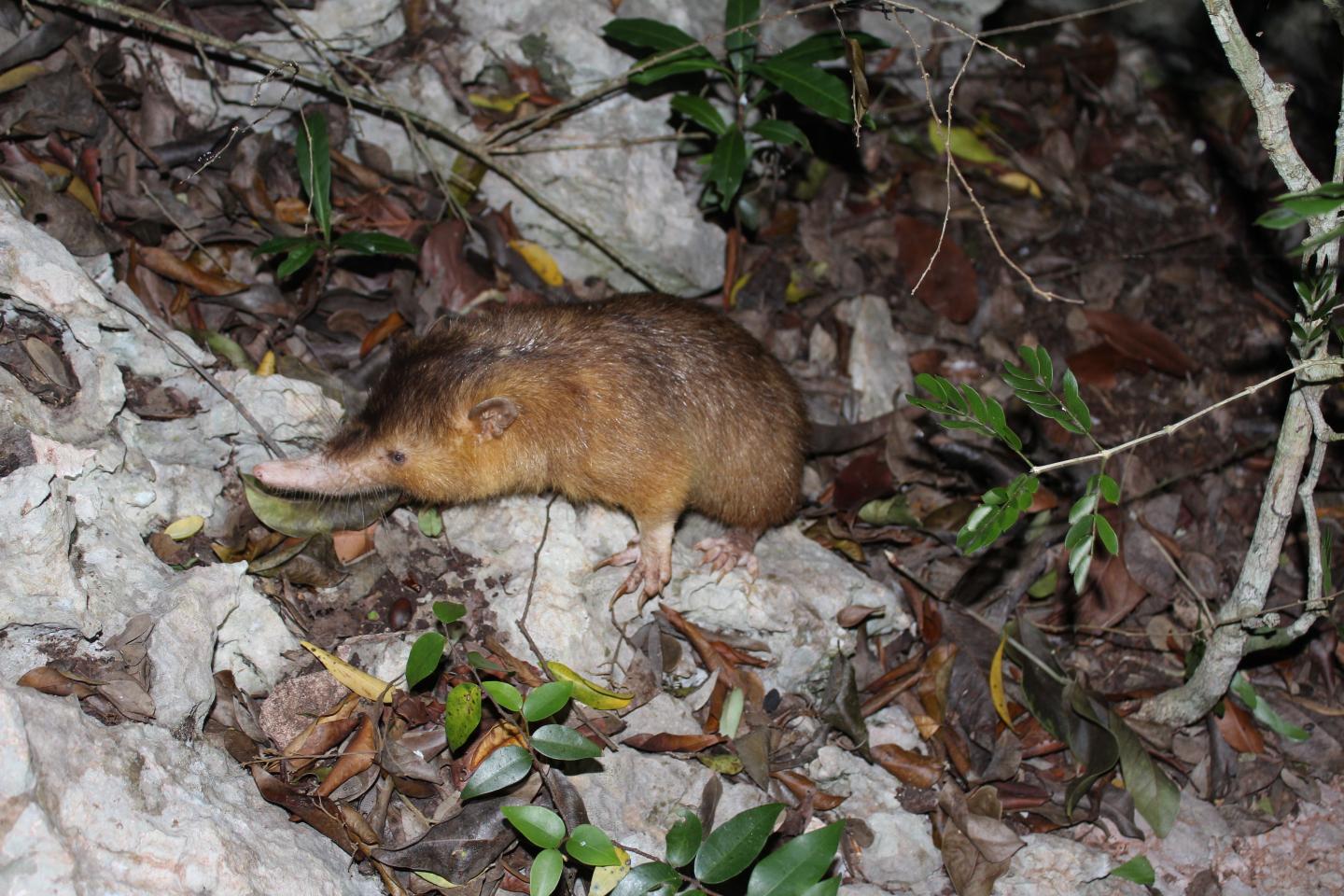 <i>Solenodon</i>