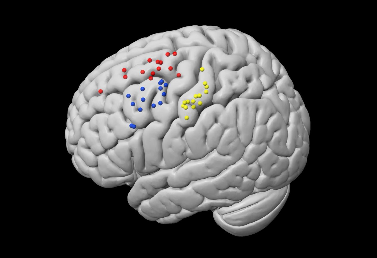 Brain Areas Linked to Tact­ile Sense and Meta­cog­nit­ive Abil­ity