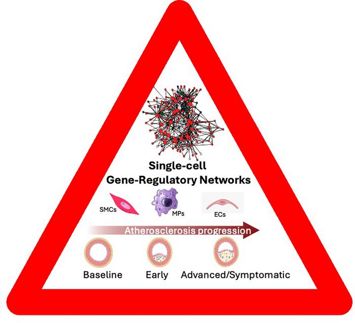 Graphical abstract of single-cell gene-regulatory networks.