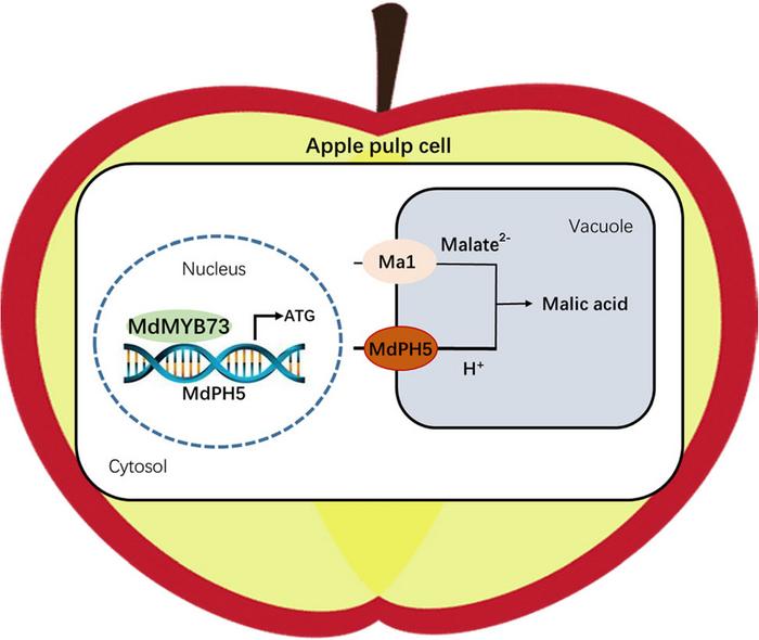 Working model showing that MdMYB73 binds to the MdPH5 promoter to regulate malate accumulation in apple.