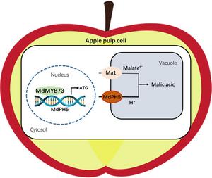 Working model showing that MdMYB73 binds to the MdPH5 promoter to regulate malate accumulation in apple.