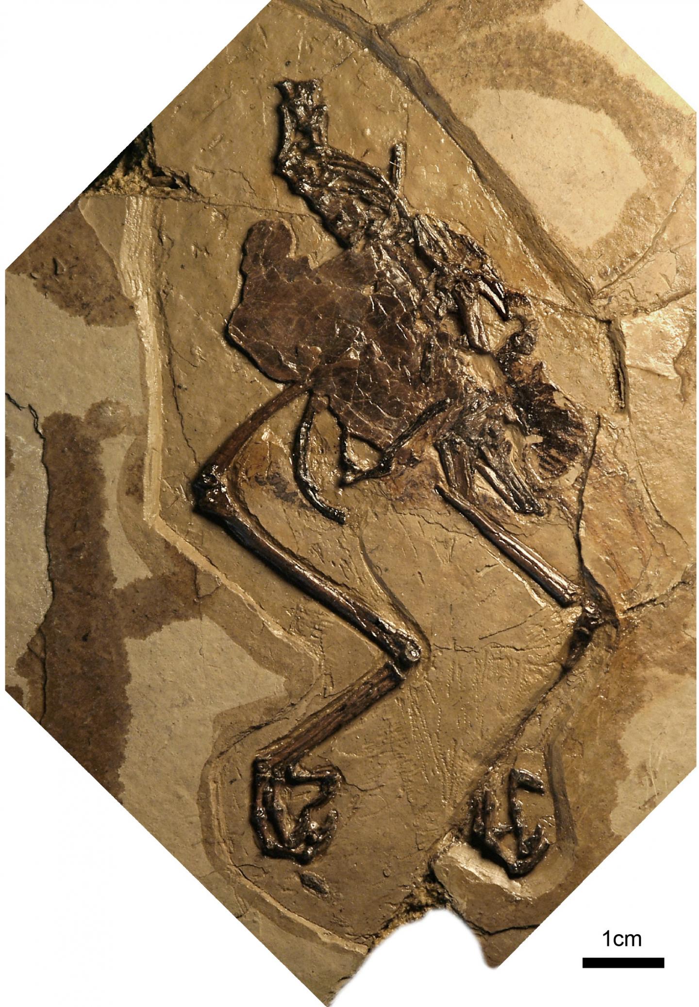 Photograph of the Holotype of <em>Avimaia schweitzerae</em>