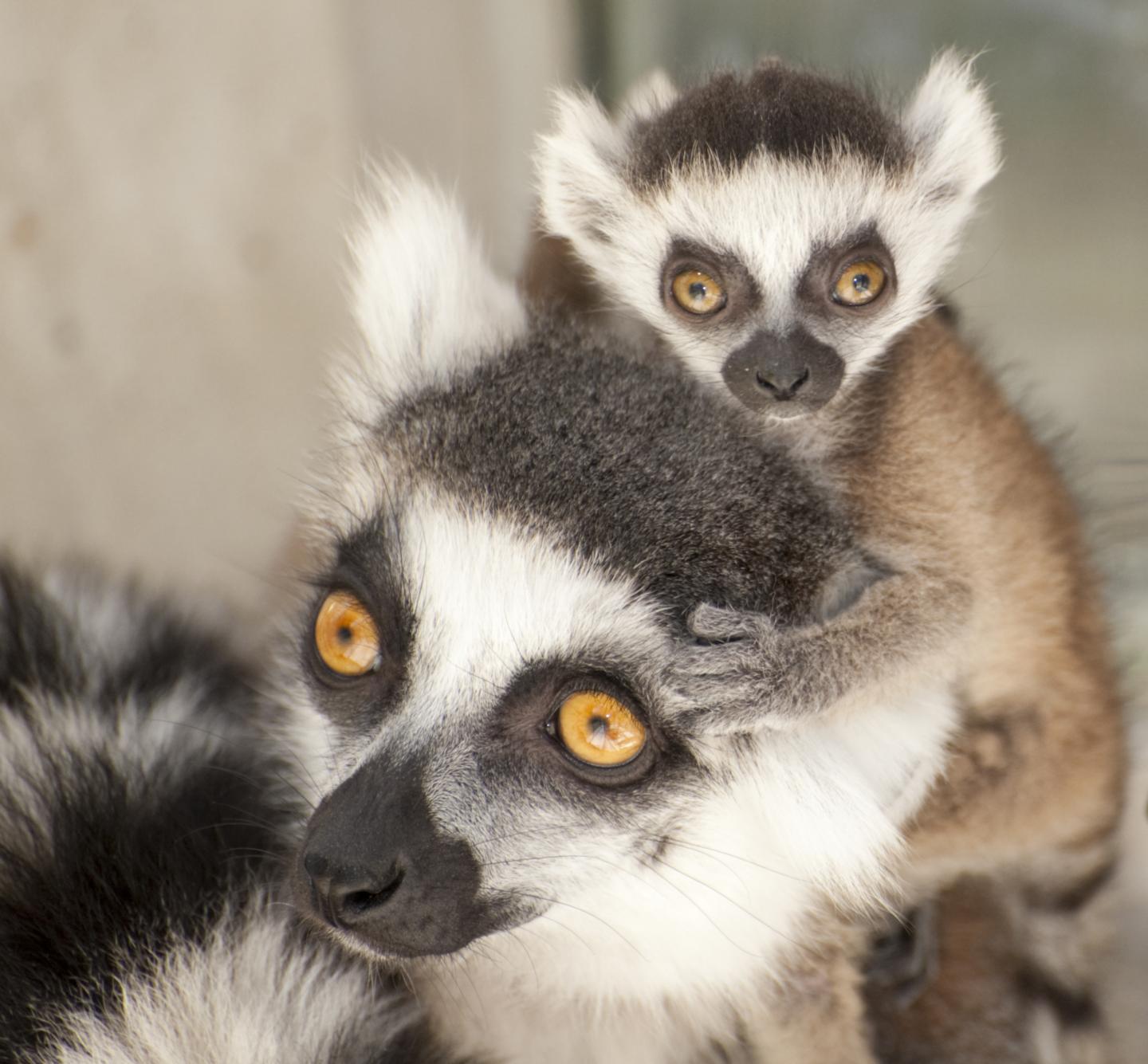 Lemur Mom and Baby