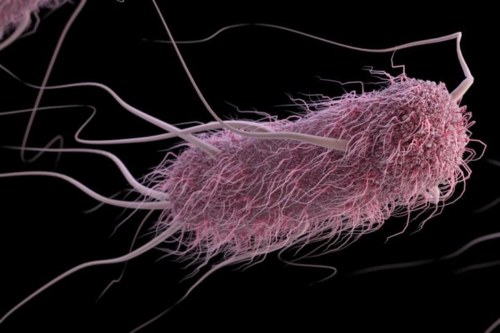 3-D Computer-Generated Illustration of an <i>Escherichia coli</i> Bacterium