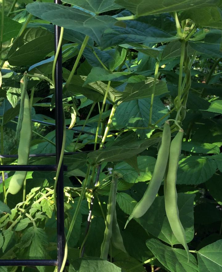Pinto Beans Growing Upright