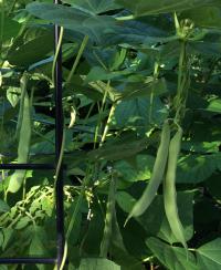 Pinto Beans Growing Upright
