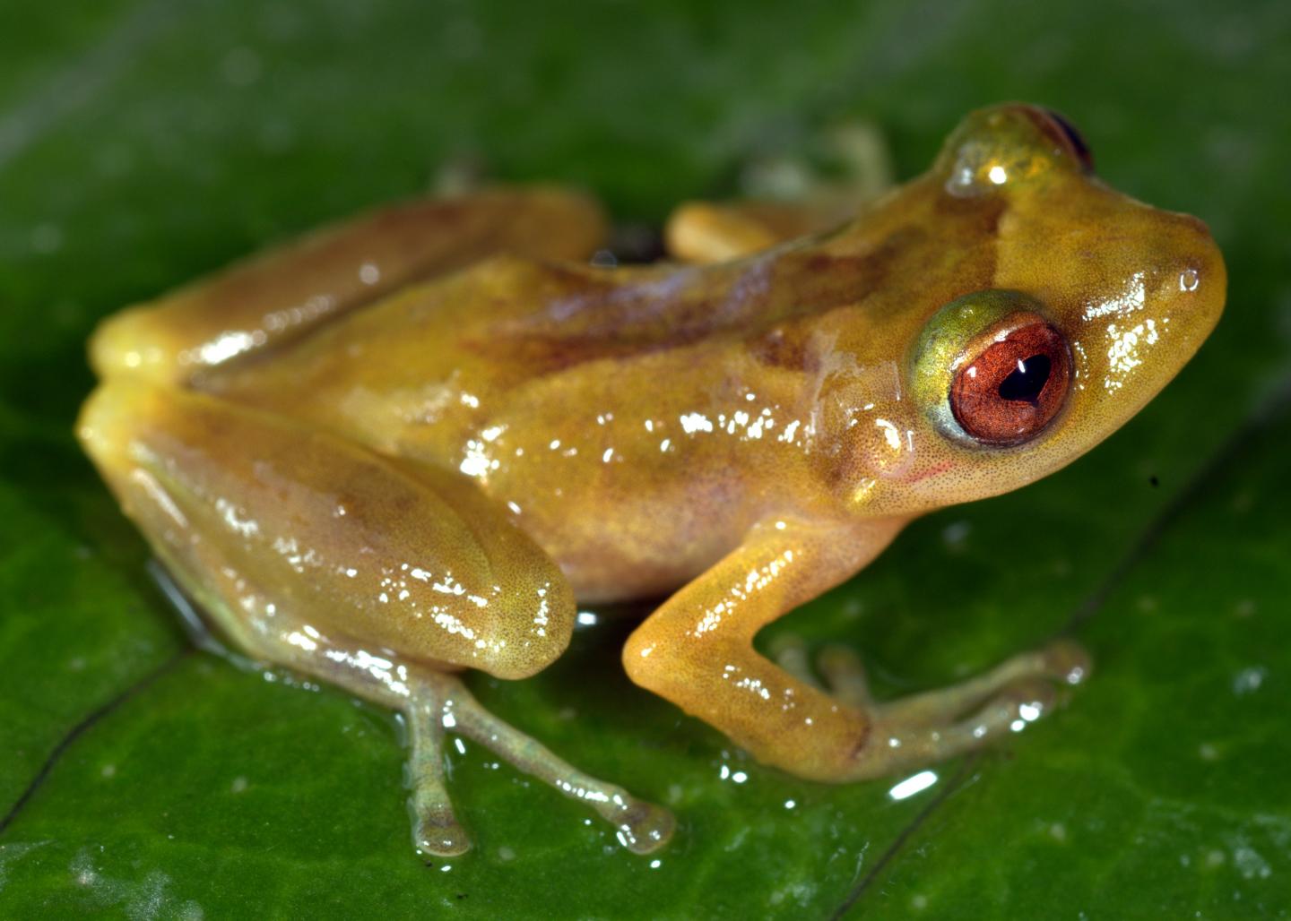 The New Frog Species P. Pluvia [IMAGE] EurekAlert! Science News Releases