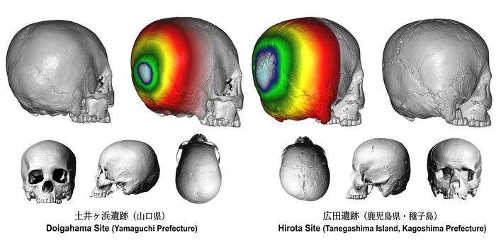 3D images of the skulls excavated from the Doigahama site (left) and the Hirota site (right)