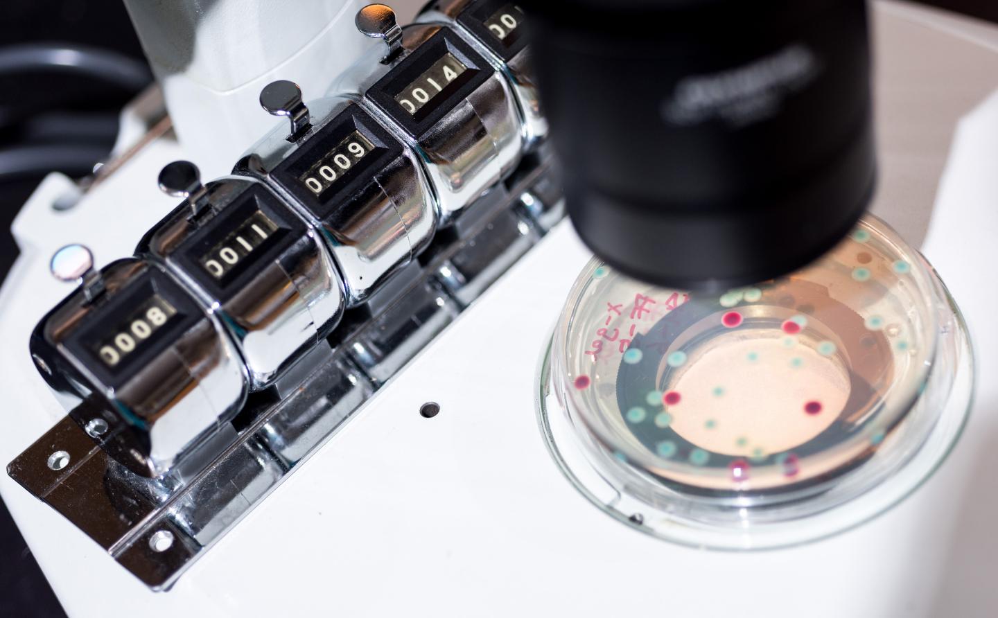 Studying the Role of First Arrival in Bacteria