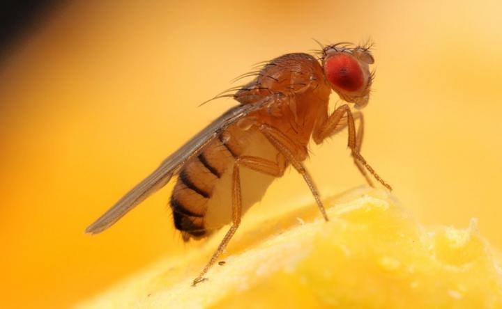Fruit Fly [IMAGE] | EurekAlert! Science News Releases