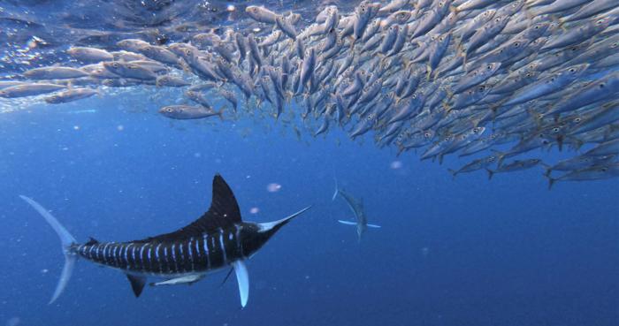 Marlin hunting schooling fish