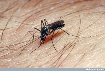 <i>Aedes aegypti</i> Adult