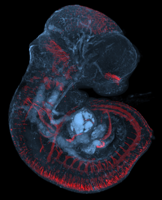 Mouse fetus with intitial Opsin3 expression