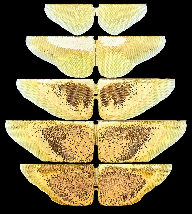 Honey bees secretly stockpile structures symmetrically, Featured Image 3