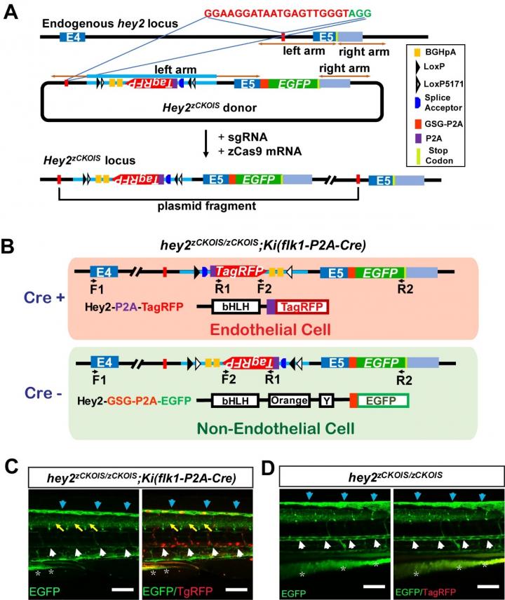 One-step Generation of Zebrafish Carrying a Conditional Knockout-Knockin Visible Switch