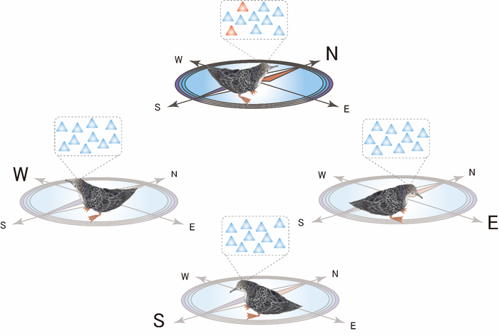 Diagram showing the head direction cells of a Streaked Shearwater chick preferring the north like an internal compass.