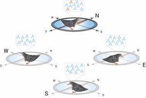 Diagram showing the head direction cells of a Streaked Shearwater chick preferring the north like an internal compass.