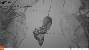 Camera trap footage of mouse eating entire monarch