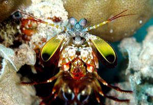 Mantis shrimp