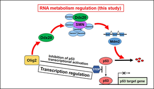 Schematic drawing the model of Olig2-mediated inhibition of p53 pathway