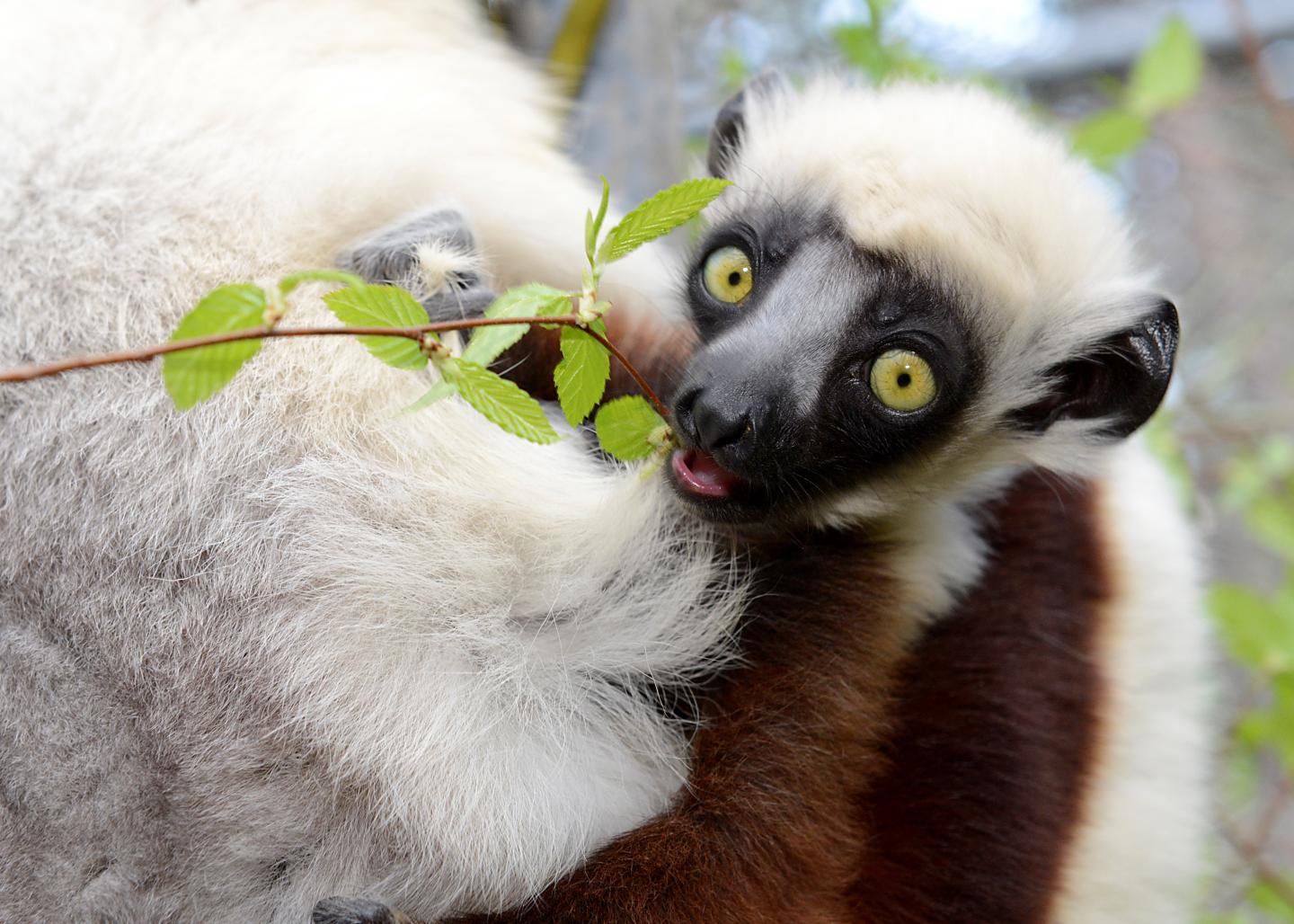 A Sifaka Lemur Munching on a Leaf