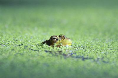 Missouri Ponds Provide Opportunity to Study Chytrid