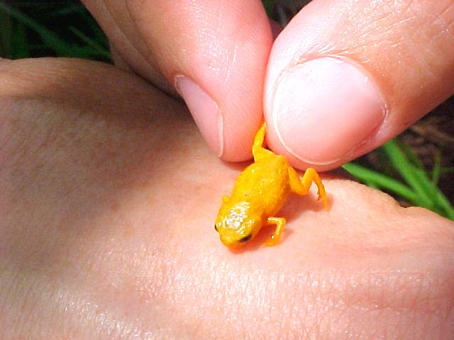One of the Species of Miniaturized Frog