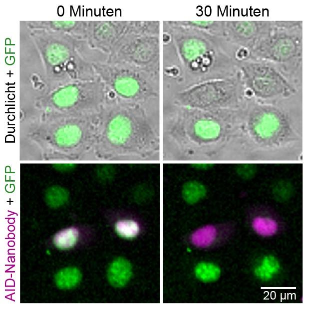 Living HeLa Cells