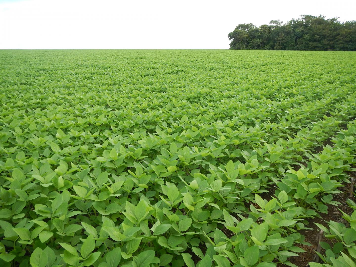 Soybeans in Brazil