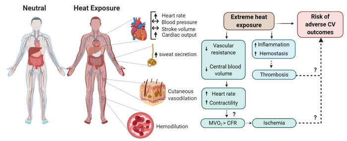 The potential pathophysiology mediating the relationship between extreme heat and adverse cardiovascular outcomes