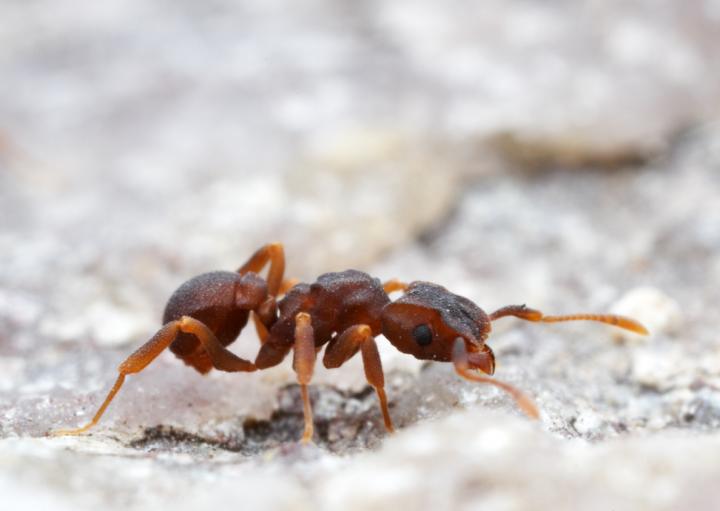 Ant
