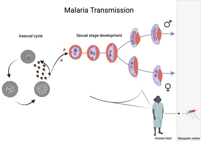 Gametocyte development inside the human host